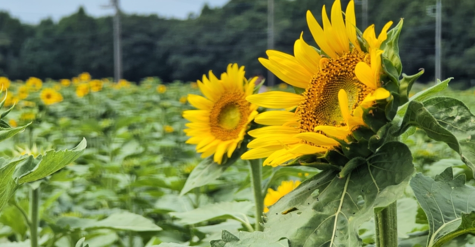 PXL_20240824_025843586