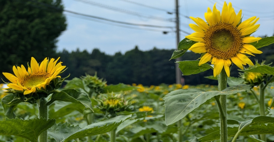 PXL_20240824_030155303