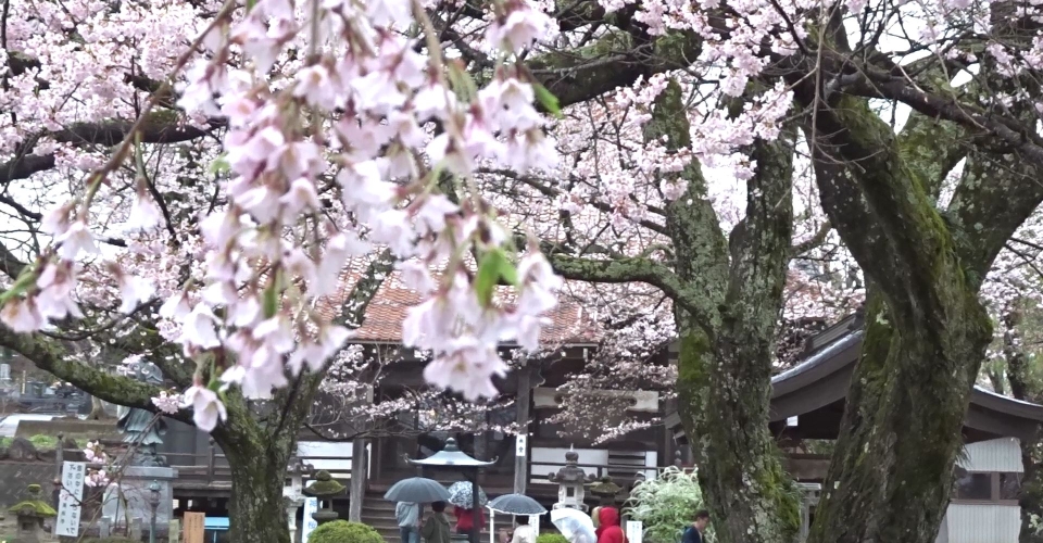 MAH05214.MP4_000004437