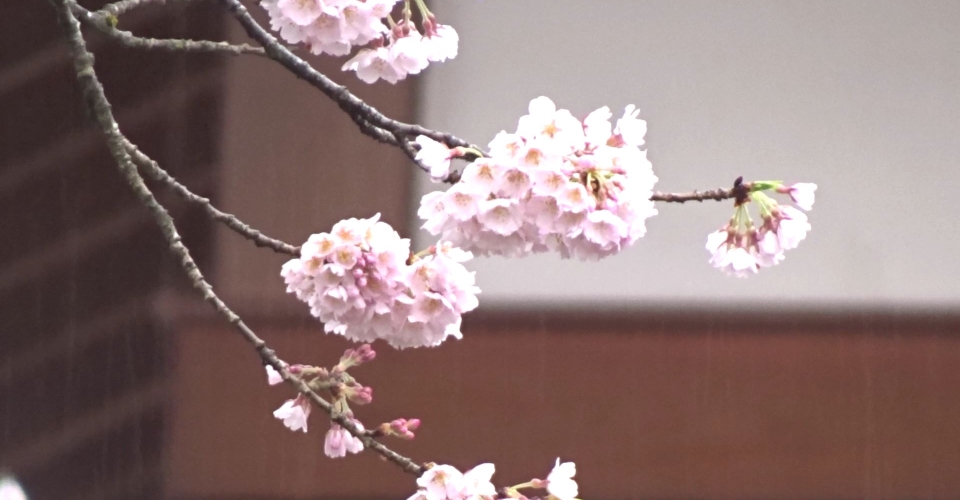 MAH05223.MP4_000017117