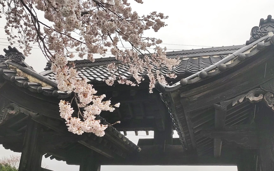 VID_20230325_151225.mp4_000005693