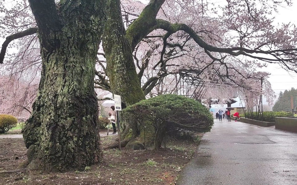 VID_20230325_152524.mp4_000015552