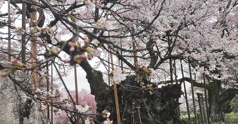 VID_20230325_154712.mp4_000005463