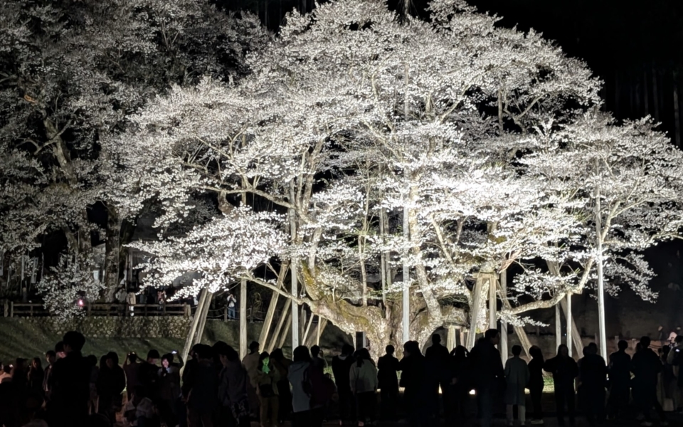 PXL_20250412_113414146