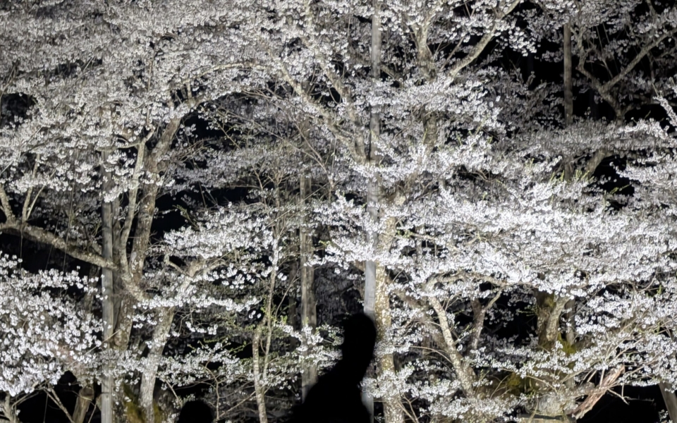 PXL_20250412_113539122