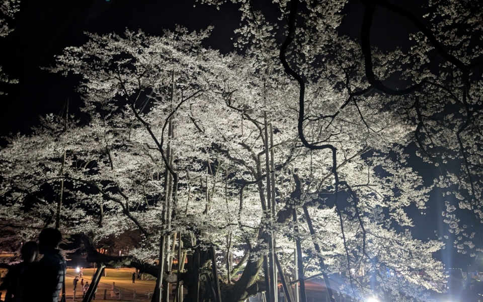 PXL_20250412_114556557