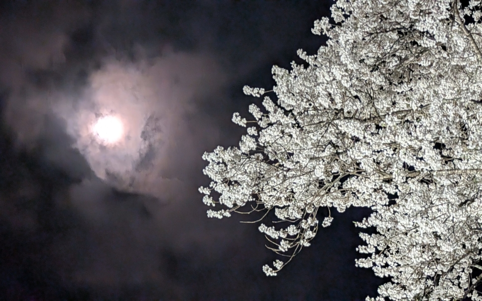 PXL_20250412_115416283